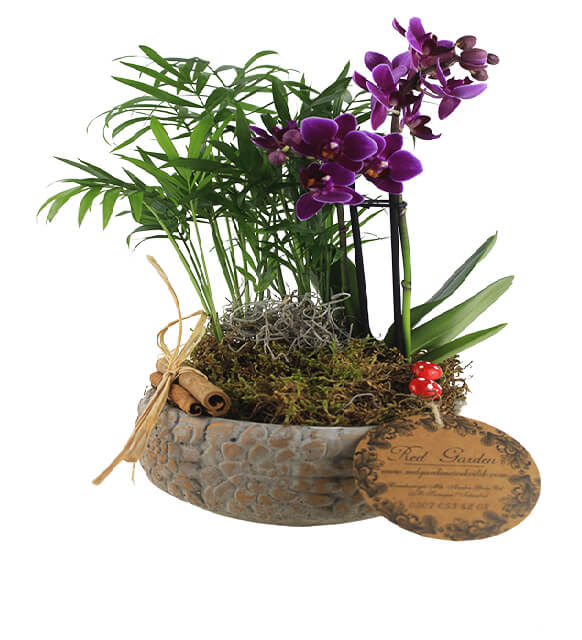 Chamadora  Mini Orkide 