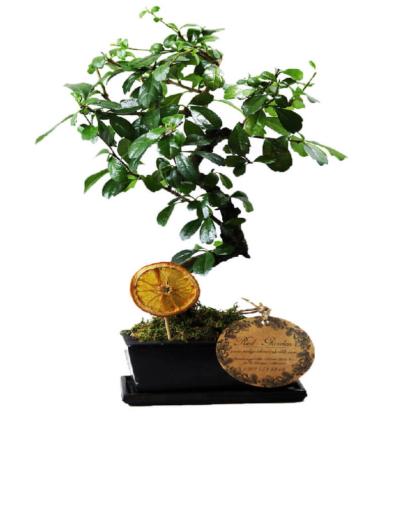 TASARIM BONSAİ